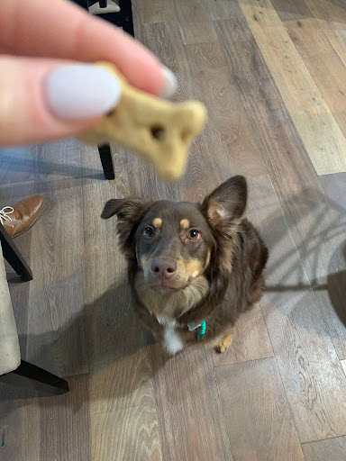 Gift Shop «Nautical Dog LLC», reviews and photos, 5104 Main St, Williamsburg, VA 23188, USA