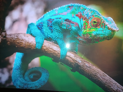 Golf Course «Cimarron Country Club», reviews and photos, 1200 S Shary Rd, Mission, TX 78572, USA