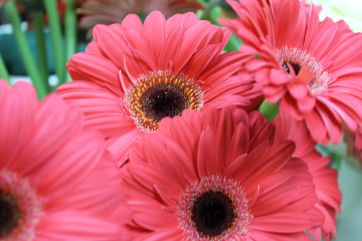 Florist «Mums the Word Floral Shoppe», reviews and photos, 129 Merchants Way, Marlton, NJ 08053, USA