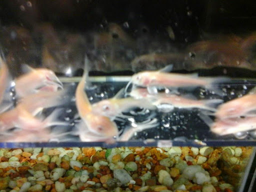 Pet Store «Fancy Tails Fish Farm», reviews and photos, 2324 US Hwy 27 S, Sebring, FL 33872, USA