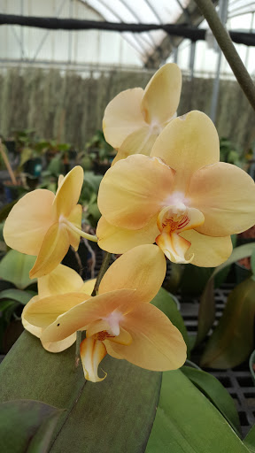 Florist «Dr Delphinium Flower & Orchid House», reviews and photos, 513 W Campbell Rd, Richardson, TX 75080, USA