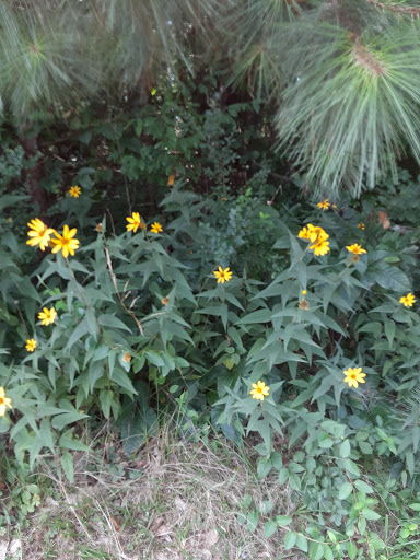 Swimming Pool «Seven Springs Water Park», reviews and photos, 3820 Brown Pkwy, Powder Springs, GA 30127, USA