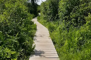 Little Pond Boardwalk Trail image