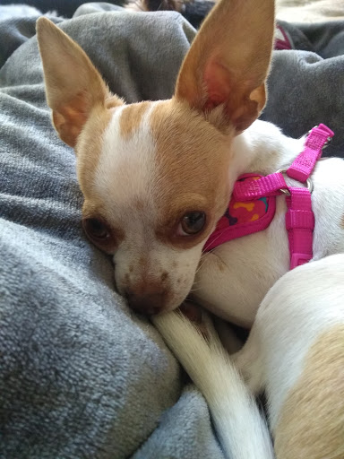 Pet Supply Store «PetSmart», reviews and photos, 316 NE 78th St, Vancouver, WA 98665, USA