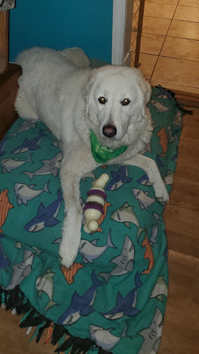 Pet Supply Store «Chow Hound Pet Supplies», reviews and photos, 5811 Byron Center Ave SW, Wyoming, MI 49519, USA