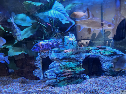 Pet Store «Valley Pets», reviews and photos, 6380 US-85, Fountain, CO 80817, USA