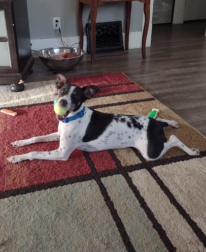 Heart of Jackson Humane Society