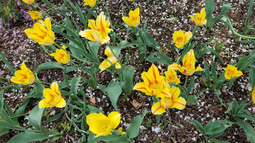 Park «Lilacia Park», reviews and photos, 150 S Park Ave, Lombard, IL 60148, USA