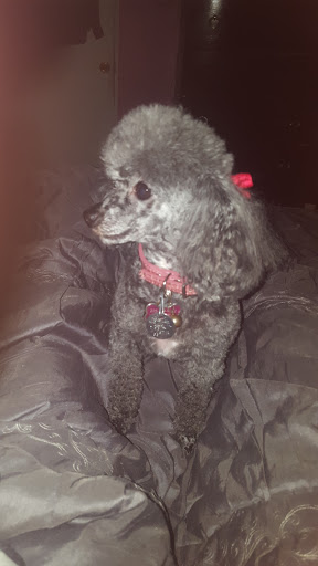 Pet Supply Store «PetSmart», reviews and photos, 1743 Martin Luther King Blvd, Houma, LA 70360, USA