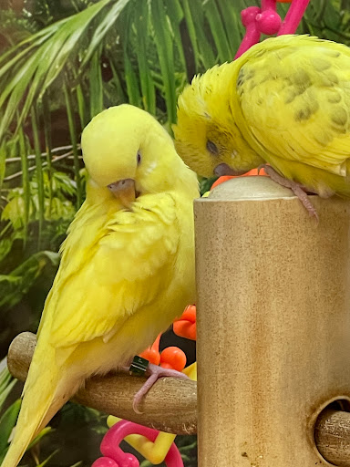 Pet Supply Store «Petco Animal Supplies», reviews and photos, 5994 Montana Ave, El Paso, TX 79925, USA