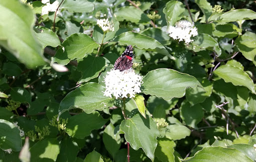 Park «Watkins Park», reviews and photos, 101 Live Oak St, Red Oak, TX 75154, USA