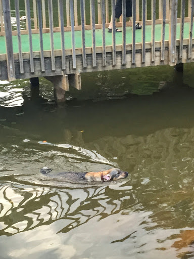 Golf Course «Concord Park Par 3», reviews and photos, 10909 S Northshore Dr, Knoxville, TN 37922, USA