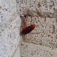 Daniel’s Extermination - Photo 9 - Car repair in , Long Beach