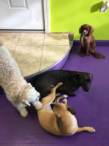 Dog Day Care Center «Boston Dog Company», reviews and photos, 555 Cambridge St, Cambridge, MA 02141, USA