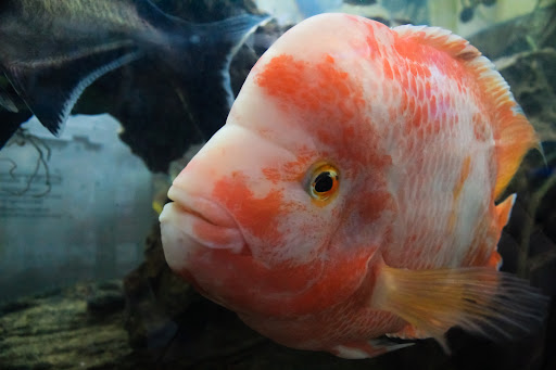 Pet Store «Pet Suppliers», reviews and photos, 2825 E Highland Rd, Highland Charter Twp, MI 48356, USA