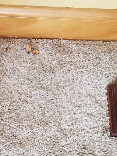 Vacation Home Rental Agency «Surf or Sound Realty», reviews and photos, 26204 Rampart St, Salvo, NC 27972, USA