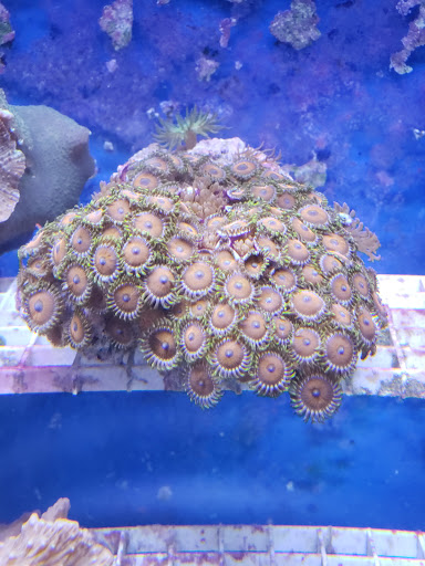 Pet Store «Fish Bowl Aquarium & Pet Mart», reviews and photos, 725 Providence St, West Warwick, RI 02893, USA