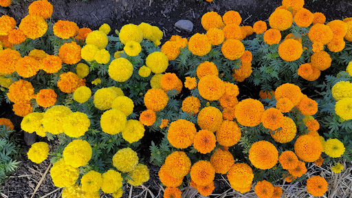 Pumpkin Patch «Spina Farms», reviews and photos, Santa Teresa Blvd, Morgan Hill, CA 95037, USA