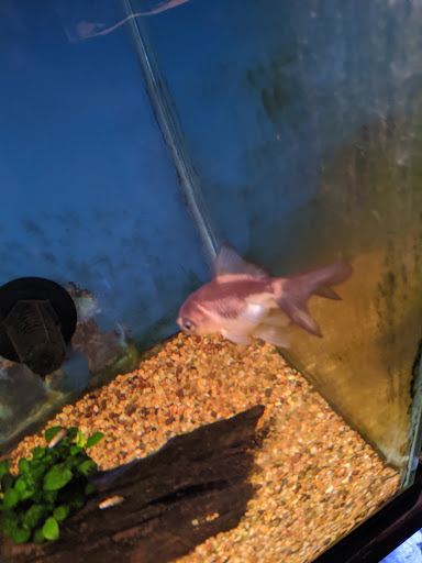 Pet Supply Store «Wet Spot Tropical Fish», reviews and photos, 4310 NE Hancock St, Portland, OR 97213, USA
