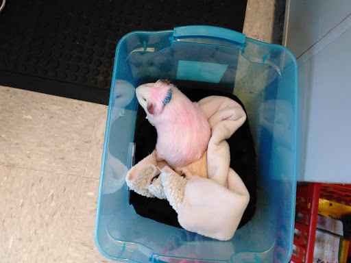 Pet Supply Store «Petco Animal Supplies», reviews and photos, 390 East 525 North, Harrisville, UT 84404, USA