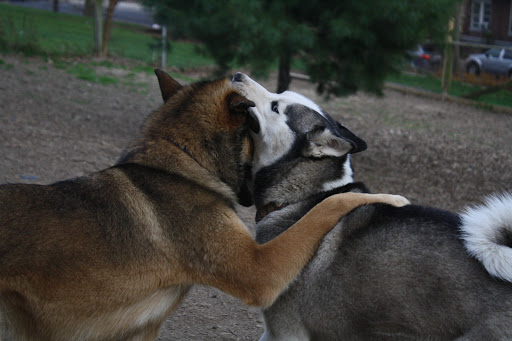 Dog Park «Forest Park Dog Run», reviews and photos, 8445 Park Ln S, Woodhaven, NY 11421, USA