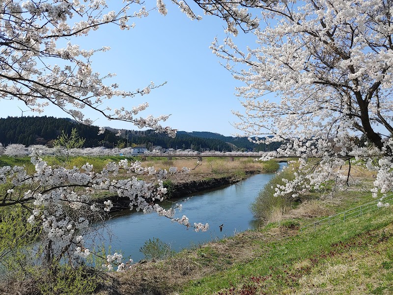 芋川桜づつみ