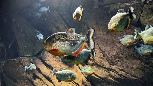 Tourist Attraction «Pemberton Place», reviews and photos, 126 Ivan Allen Jr Blvd NW, Atlanta, GA 30308, USA