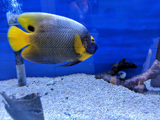 Tropical Fish Store «Stingray Bay», reviews and photos, 17800 E 9 Mile Rd, Eastpointe, MI 48021, USA