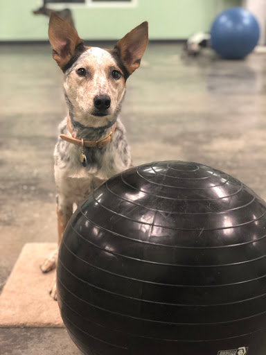 Dog Trainer «Mad 4 My Dog», reviews and photos, 702 E Temperance St, Ellettsville, IN 47429, USA