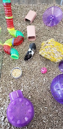 Pet Supply Store «Kahoots Pet Store», reviews and photos, 18681 Main St, Huntington Beach, CA 92648, USA