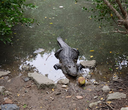 Mirador De Cocodrilos, Laguna Del Carpintero photo