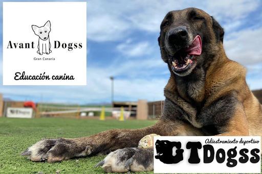 AvantDogss educación canina Y Adiestramiento Canino