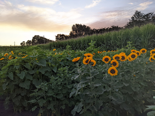 Pumpkin Patch «Spina Farms», reviews and photos, Santa Teresa Blvd, Morgan Hill, CA 95037, USA