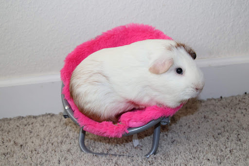 Pet Supply Store «Village Pet Shop», reviews and photos, 3008 Pacific Ave, Livermore, CA 94550, USA