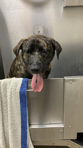 Pet Supply Store «Pet Supplies Plus», reviews and photos, 946 Joliet St, Dyer, IN 46311, USA