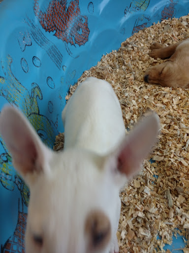 Pet Supply Store «Puppies N Stuff», reviews and photos, 12020 Melody Dr, Westminster, CO 80234, USA