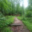 Neversink Trail