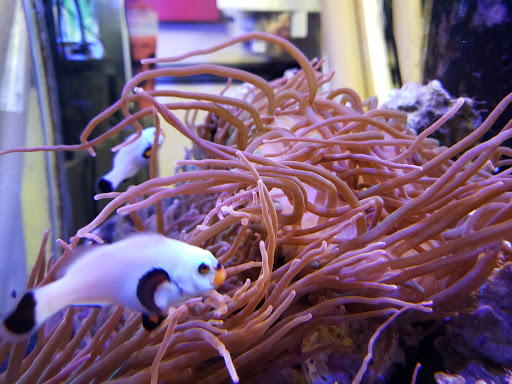 Tropical Fish Store «Salty Fish Aquariums», reviews and photos, 5535 Brewster St, San Antonio, TX 78233, USA