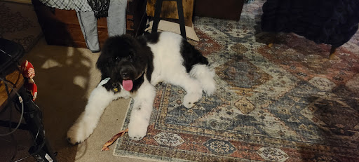 Pet Supply Store «Petco Animal Supplies», reviews and photos, 1301 S California Blvd, Walnut Creek, CA 94596, USA