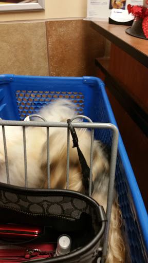 Pet Supply Store «PetSmart», reviews and photos, 322 Robert Smalls Pkwy, Beaufort, SC 29906, USA