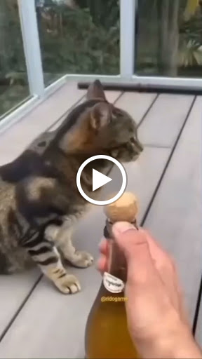 Used Car Dealer «Maximum Auto Search», reviews and photos, 5295 S Broadway, Englewood, CO 80113, USA