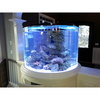 Aquariums Done Wright (Aquarium Service) - Photo 3 - Car repair in Downers Grove, IL, Naperville