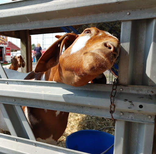 Fairground «Tioga County Fair Grounds», reviews and photos, 2258 Charleston Rd, Wellsboro, PA 16901, USA