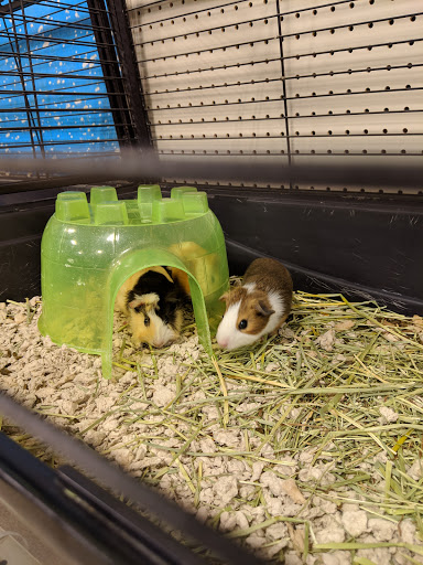 Pet Supply Store «PetSmart», reviews and photos, 777 S Willow St, Manchester, NH 03103, USA