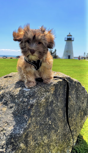 Pet Store «Pet Express», reviews and photos, 250 Granite St, Braintree, MA 02184, USA