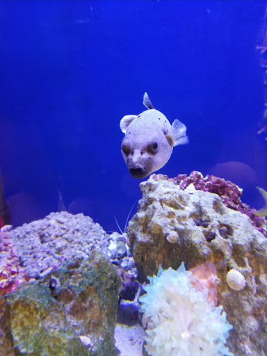 Pet Supply Store «Pet Supplies Plus», reviews and photos, 2600 McFarland Blvd E U, Tuscaloosa, AL 35405, USA