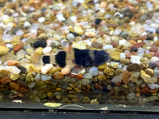 Tropical Fish Store «Tropical Pet Oasis», reviews and photos, 10218 Progress Ln, Parker, CO 80134, USA