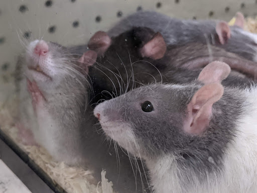 Pet Store «V.I. Pets», reviews and photos, 11975 E Lakewood Blvd, Holland, MI 49424, USA