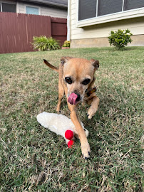 Fetch! Pet Care North San Antonio - Photo 3 - Car repair in , San Antonio