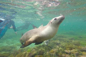 Turquoise Safaris - Sea Lion Tours image